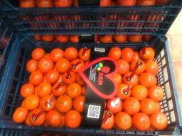 Мандарины экспорт из Турции