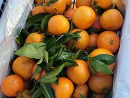 Мандарины оптом