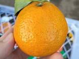 Мандарины оптом - фото 1