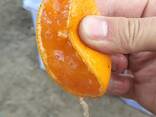 Мандарины оптом - фото 2