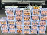 Мандарины оптом - фото 3