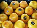 Мандарины ОПТОМ из Турции и Абхазии - фото 2