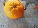 Мандарины ОПТОМ из Турции и Абхазии - фото 3