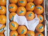 Мандарины Пакистан - фото 2