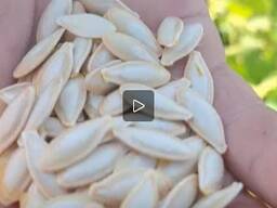 Масленичные семена тыквы