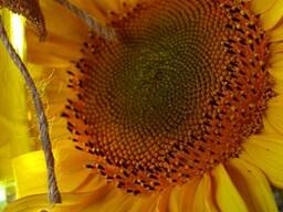 Масло подсолнечное