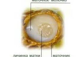 Маточное молочко