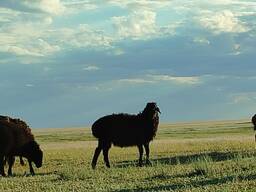 Мелкий скот, бараны