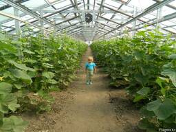 Теплицы, Ангары, СТО, цеха, склады, пром. здания, кемпинги