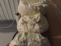 Мицелий вешенки