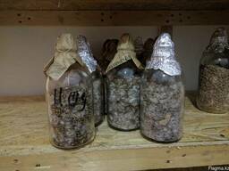 Мицелий вешенки НК-35 (семена грибов)