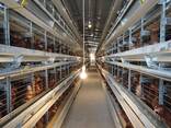 Многоярусные клеточные батареи для выращивания ремонтного молодняка. - фото 2
