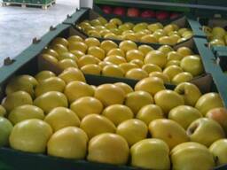 Молдавские яблоки на Павлодар