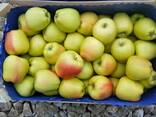Молдавские яблоки на Павлодар - фото 2