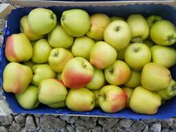 Продам яблоки молдавский голден на Казахстан