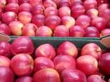 Молдавские яблоки на Павлодар - фото 3