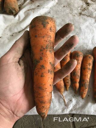 Морковь 2019 года. тел-