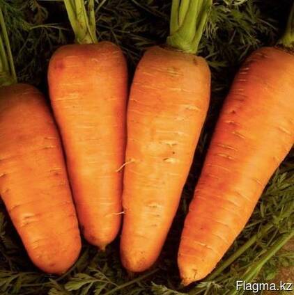 Морковь