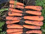 МОРКОВЬ . В ПАВЛОДАРЕ. - фото 1