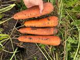 МОРКОВЬ . В ПАВЛОДАРЕ. - фото 2