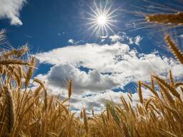 Мука ржаная обдирная