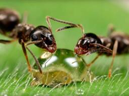 Муравьиная кислота