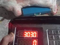 Мясо баранины