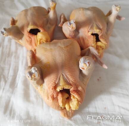 Мясо домашний курицы