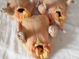 Мясо домашний курицы