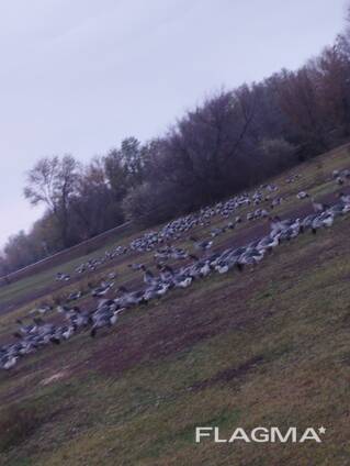 Мясо птицы гуся