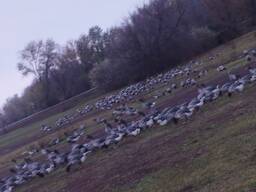 Мясо птицы гуся