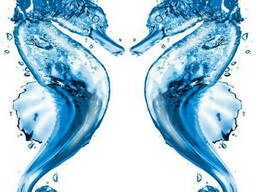 Наклейка Морские коньки на алькорплан ( ПВХ пленка)