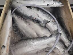 Норвежская семга примой контракт с заводом