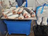 Норвежская семга примой контракт с заводом - фото 3