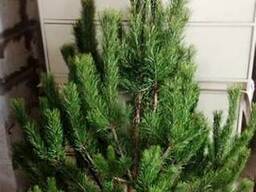 Новогодние Живые ёлки оптом