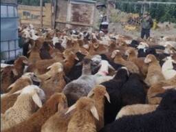Нужно 300 голов баранов каждую неделю, в город Алматы