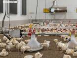 Оборудование для птицеводства европейского производства - фото 1