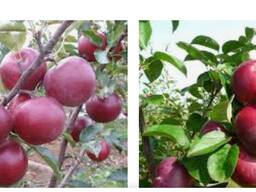 Обрезка деревьев