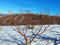 Обрезка деревьев. Яблони, Груши и другие деревья.