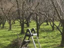 Обрезка плодовых деревьев в Алматы