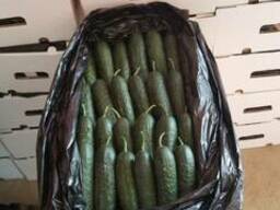 Огурцы