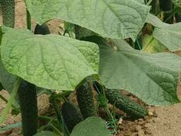 Огурцы свежие