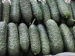 Оптовая продажа овощей и фруктов, экспорт