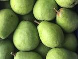 Оптовая продажа высококачественных польских груши - photo 3