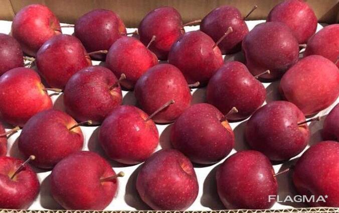 Оптовая продажа высококачественных польских яблок