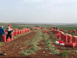 Оптовые поставки овощей