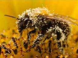 Опыление посевных культур подсолнух , гречкана 2026г