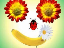 Отрисовка логотипа в векторе