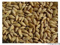 Отруби, ячмень, овес, зерноотходы.