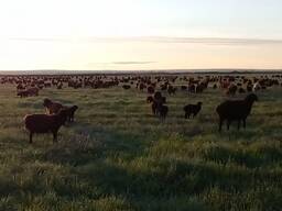 Продам действующее фермерское хозяйство овцеводство едильбайской породы